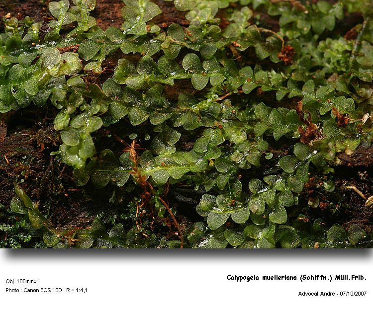 Calypogeia muelleriana (Schiffn.) K.Müll. #258