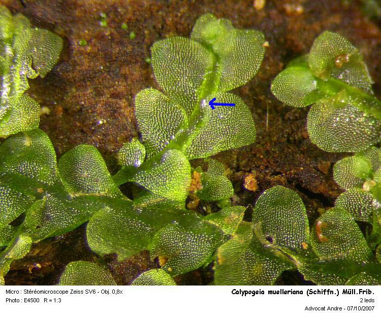 Calypogeia muelleriana (Schiffn.) K.Müll. #260