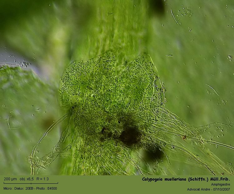 Calypogeia muelleriana (Schiffn.) K.Müll. #261