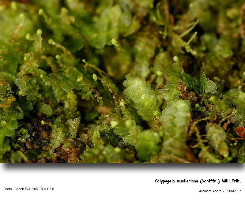 Calypogeia muelleriana (Schiffn.) K.Müll. #722