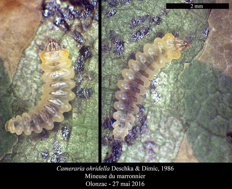 Cameraria ohridella : chenille #45441