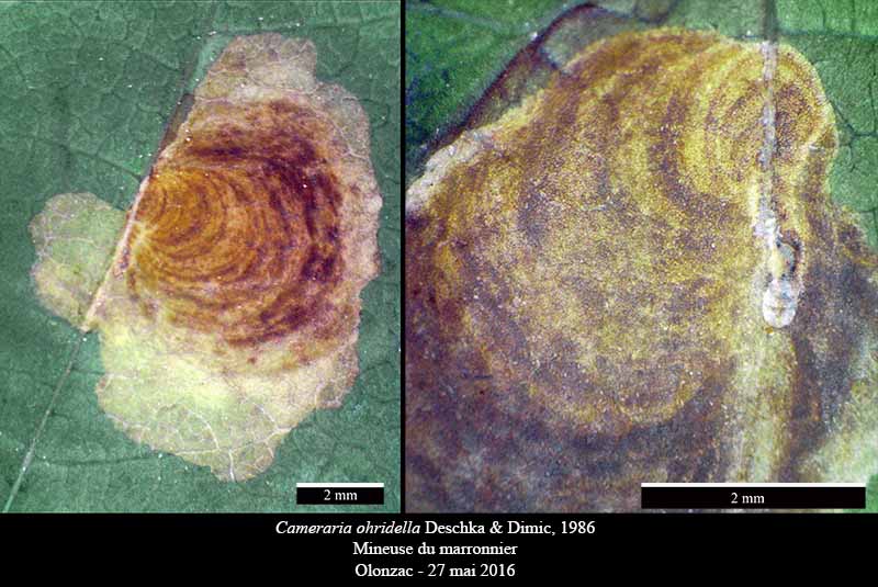 Cameraria ohridella : chenille #45440