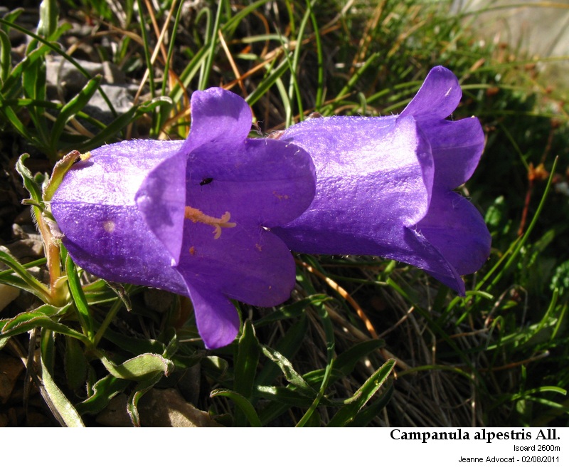 Campanula alpestris L. #24071