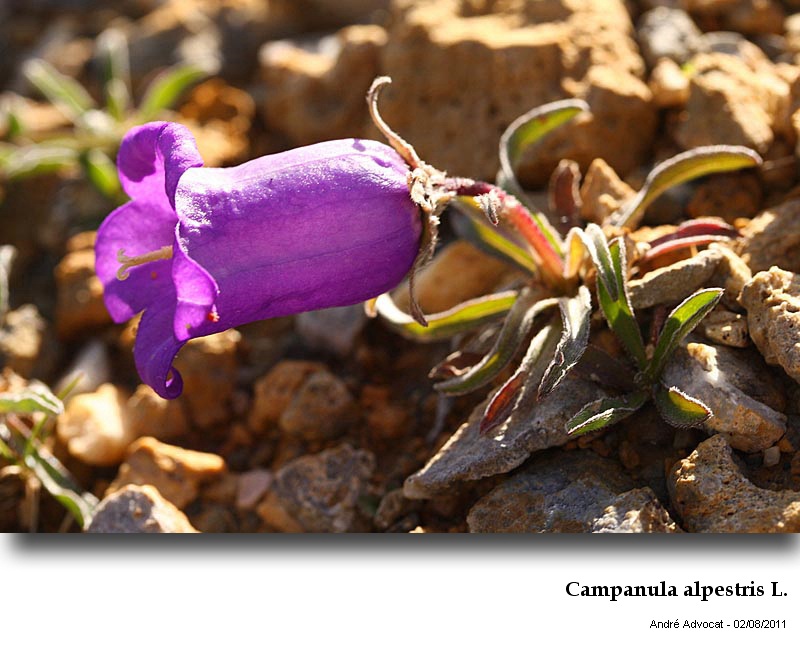 Campanula alpestris L. #24072