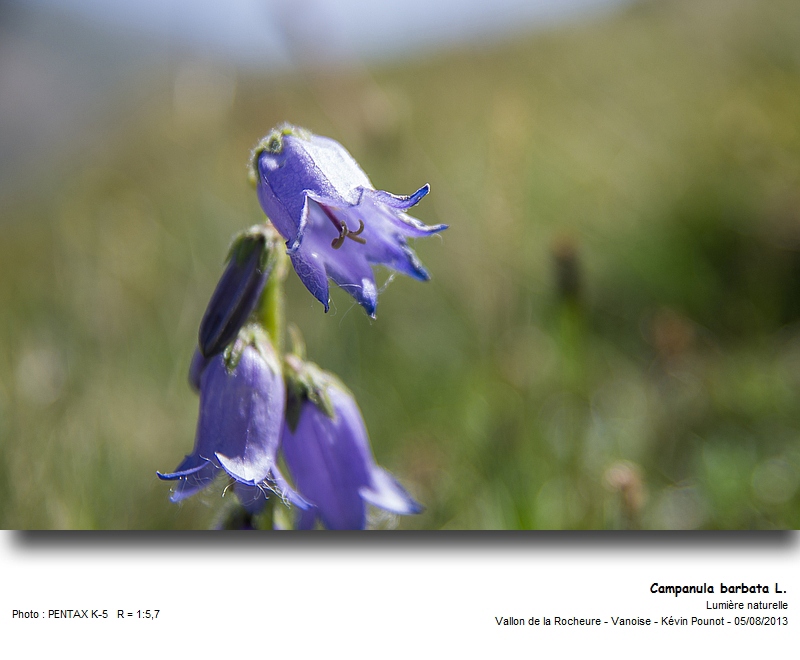Campanula barbata L. #33144