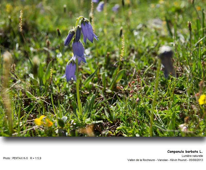 Campanula barbata L. #33142