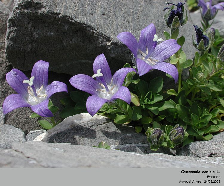 Campanula cenisia L. - Campanule du Mt.Cenis (Campanulacées) #90