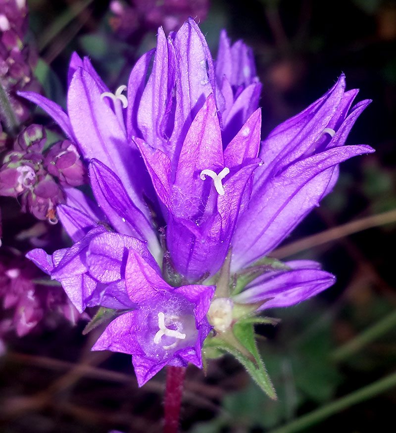 Campanula glomerata #54254