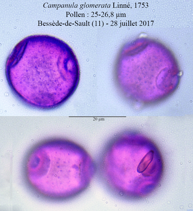 Campanula glomerata #54256