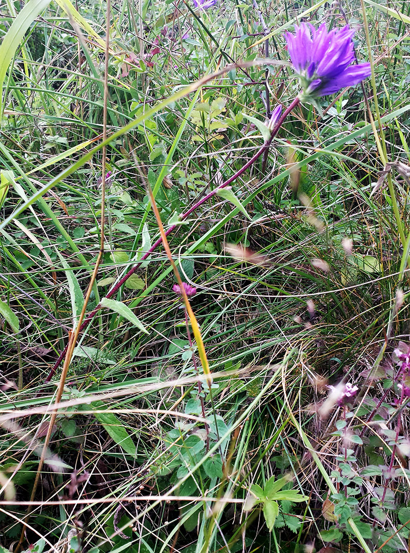 Campanula glomerata #54249