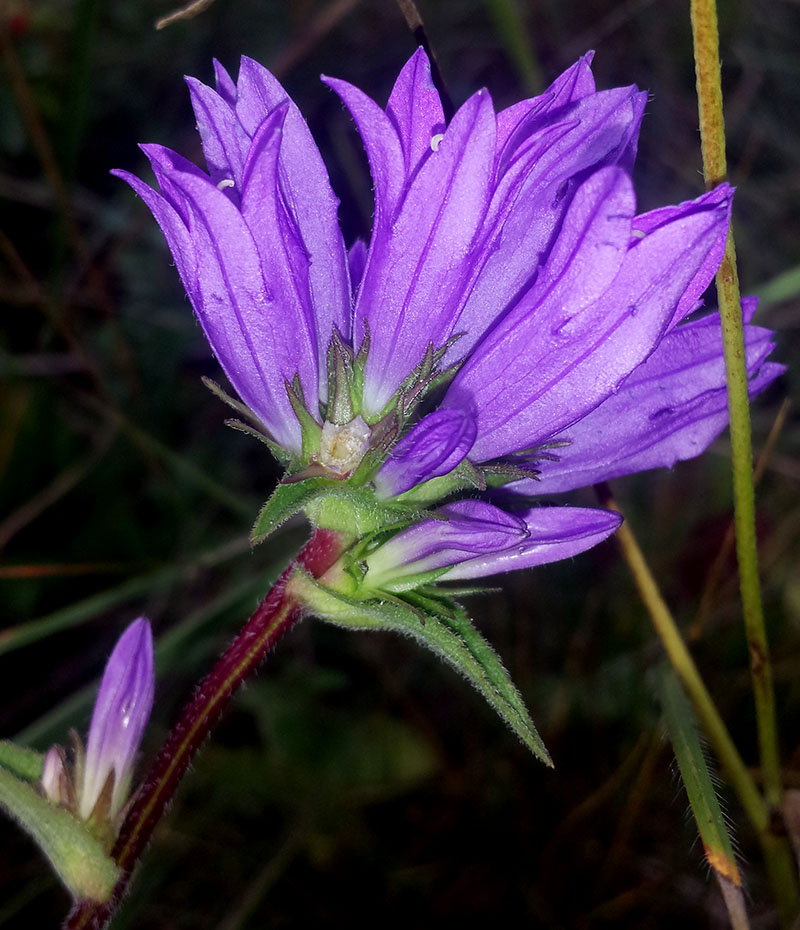 Campanula glomerata #54253