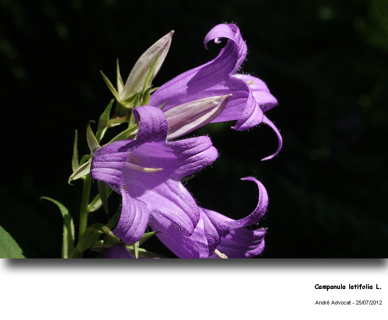 Campanula latifolia L. #27846