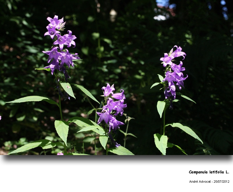 Campanula latifolia L. #27845