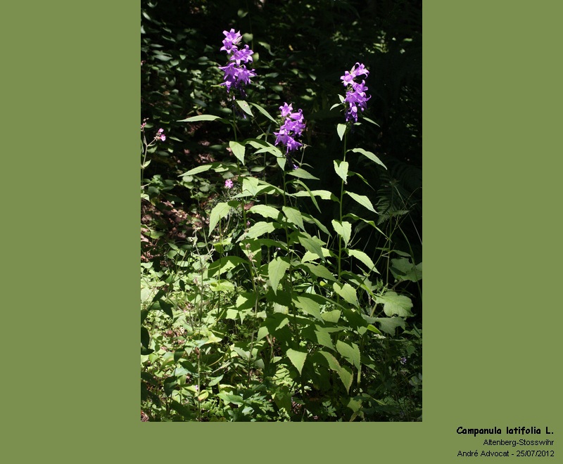Campanula latifolia L. #27844