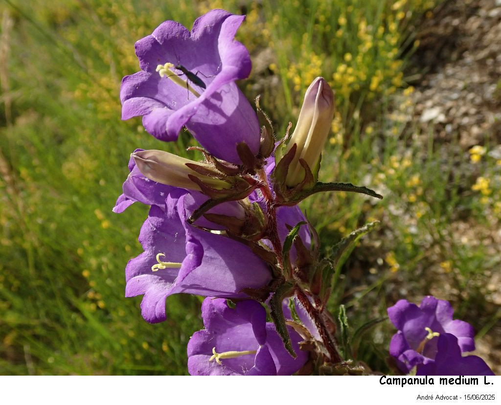 Campanula medium L. #82674