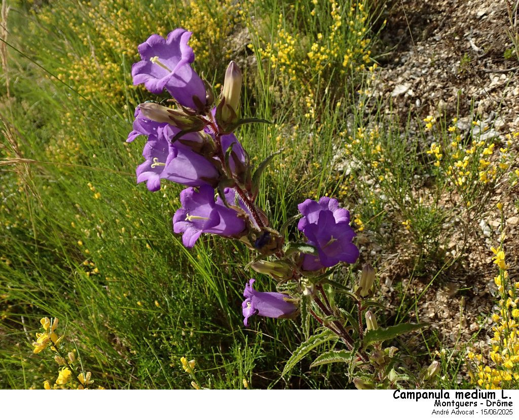 Campanula medium L. #82673
