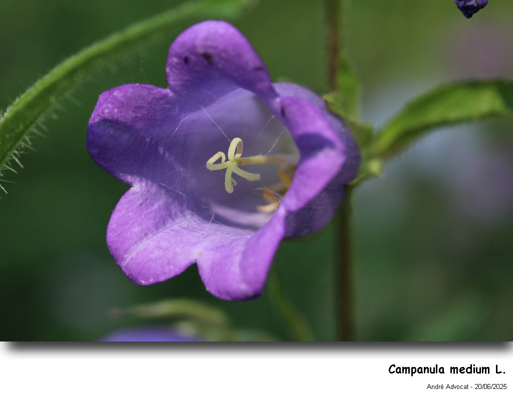 Campanula medium L. #82675
