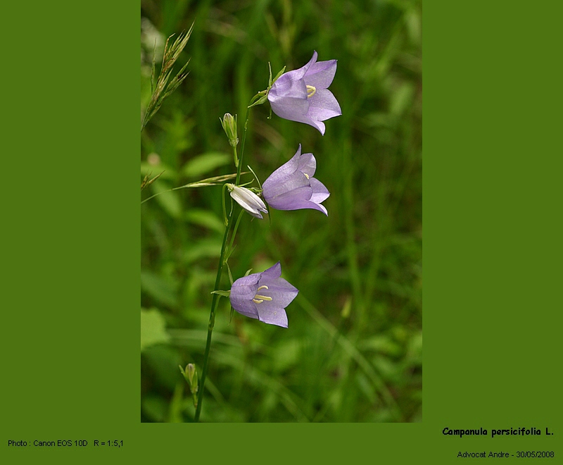 Campanula persicifolia L. #4264