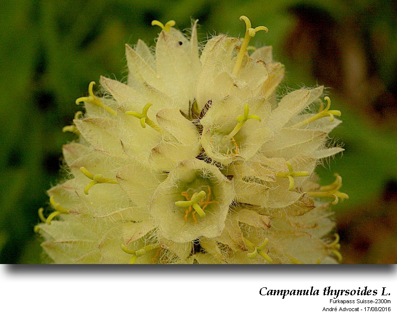 Campanula thyrsoides L. #46530