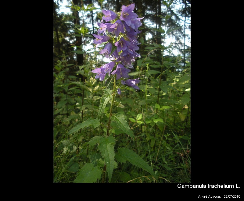 Campanula trachelium L. #17334