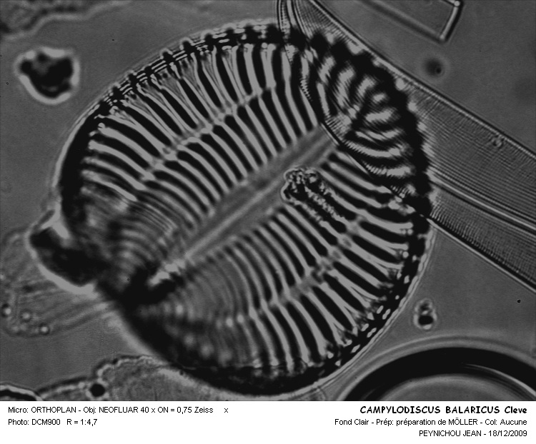 CAMPHYLODISCUS BALARIVUS #32254