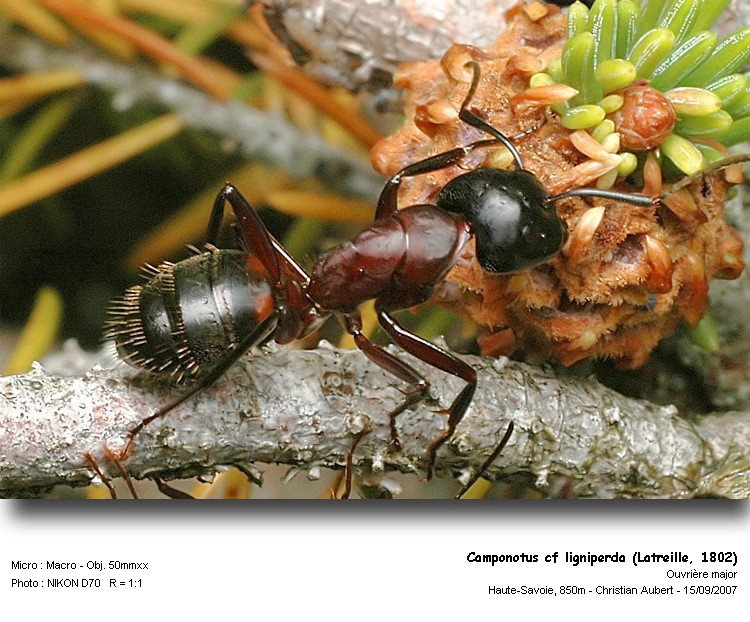 Camponutus ligniperda Latreille, 1802 #75