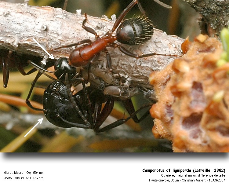Camponutus ligniperda Latreille, 1802 #76