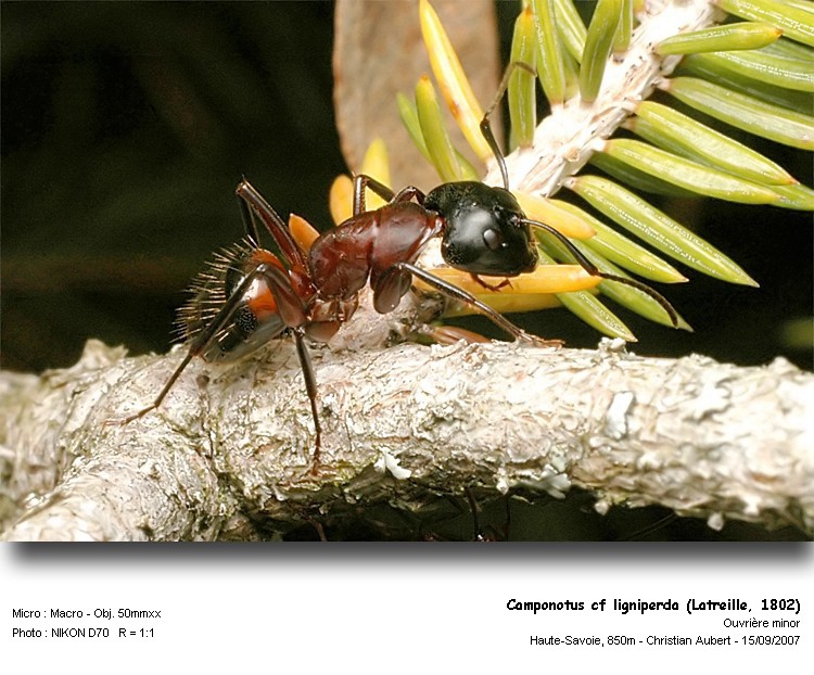 Camponutus ligniperda Latreille, 1802 #74