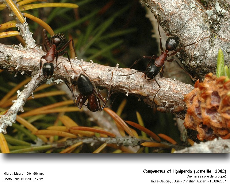 Camponutus ligniperda Latreille, 1802 #73