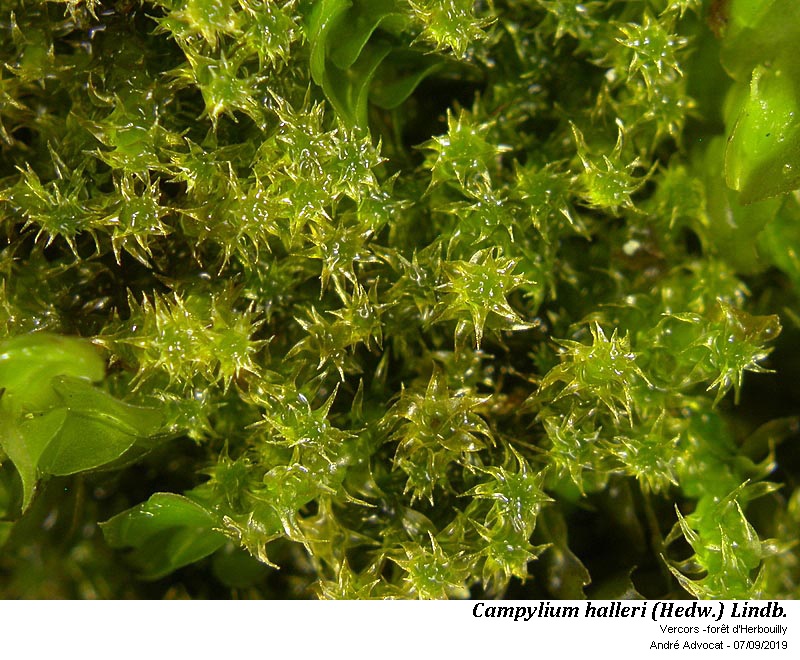 Campylium halleri (Hedw.) Lindb. #60474
