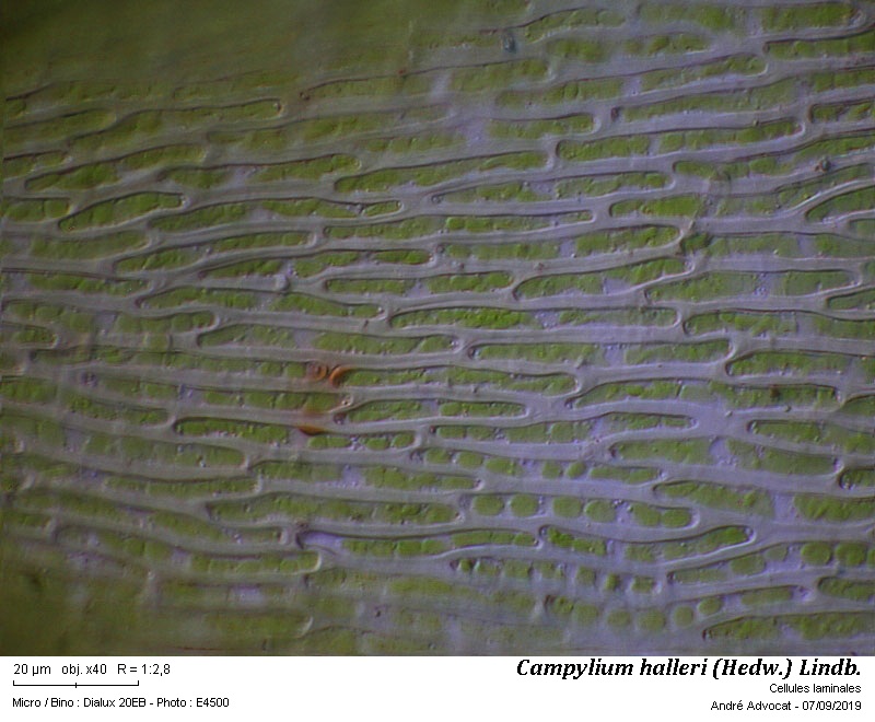 Campylium halleri (Hedw.) Lindb. #60477