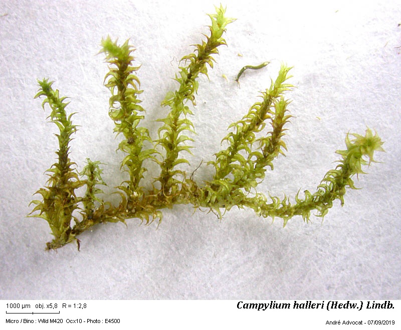 Campylium halleri (Hedw.) Lindb. #60475