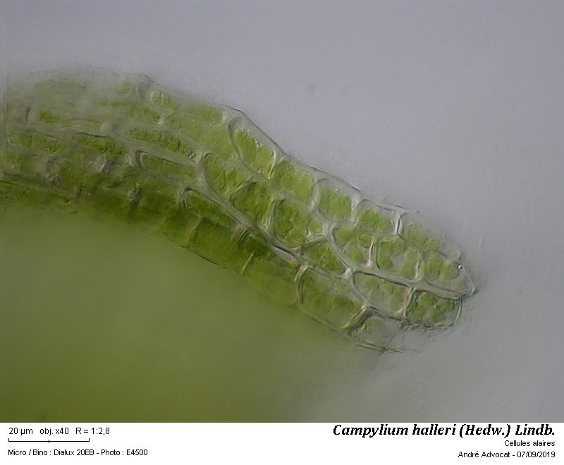 Campylium halleri (Hedw.) Lindb. #60478
