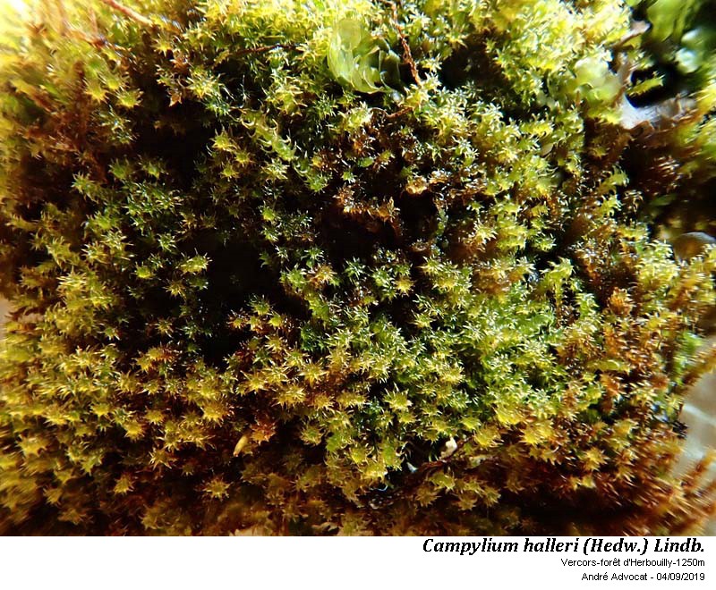 Campylium halleri (Hedw.) Lindb. #60473