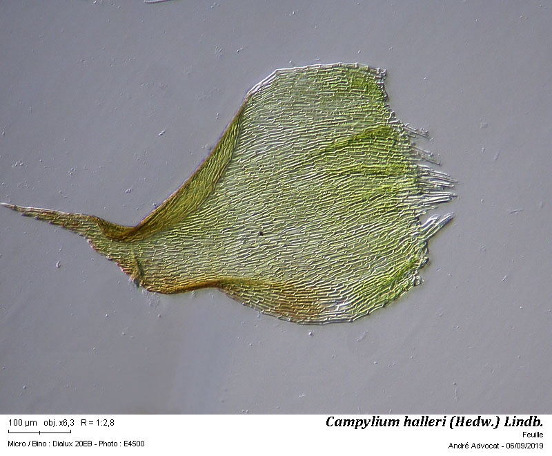 Campylium halleri (Hedw.) Lindb. #60476