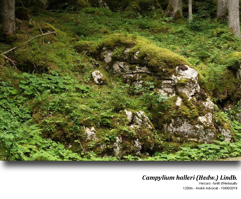 Campylium halleri (Hedw.) Lindb. #60469