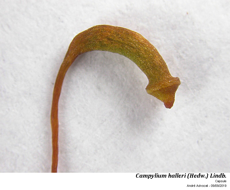 Campylium halleri (Hedw.) Lindb. #60493
