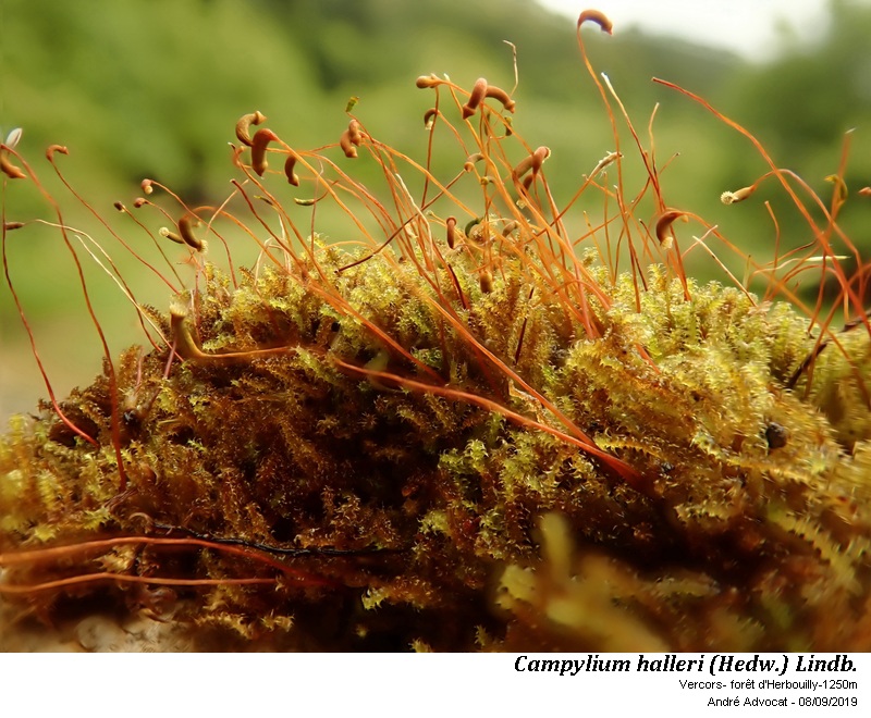 Campylium halleri (Hedw.) Lindb. #60492