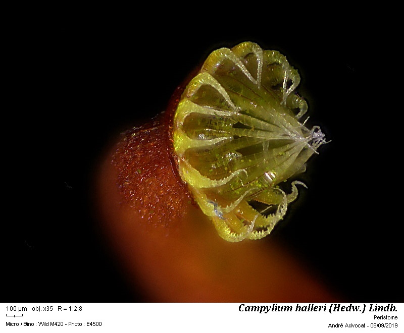 Campylium halleri (Hedw.) Lindb. #60494