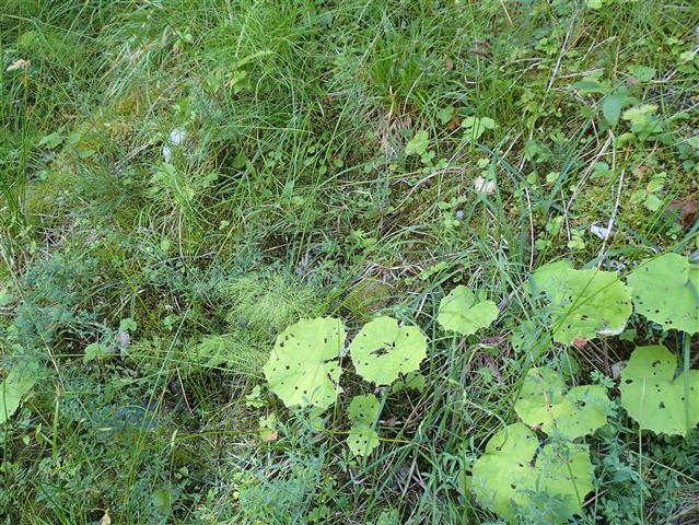 Campylium protensum (Brid.) Kindb. #65112