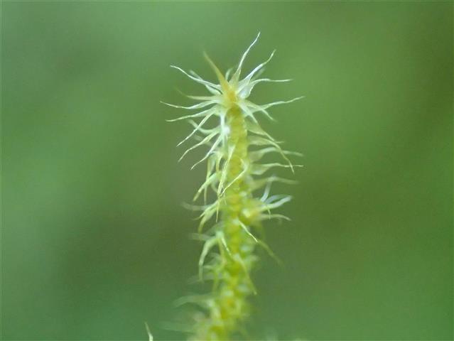 Campylium protensum (Brid.) Kindb. #65114