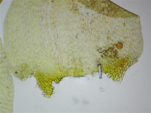 Campylium stellatum (Hedw.) Lange & C.E.O.Jensen #61858