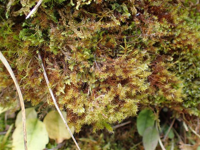 Campylium stellatum (Hedw.) Lange & C.E.O.Jensen #61855