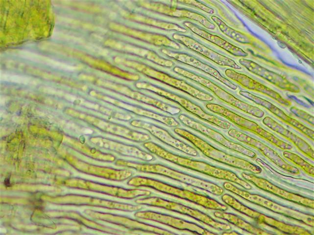 Campylium stellatum (Hedw.) Lange & C.E.O.Jensen #61860