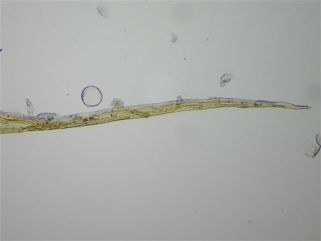 Campylium stellatum (Hedw.) Lange & C.E.O.Jensen #61857