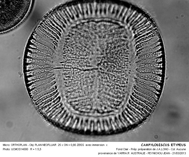 CAMPYLODISCUS  ETYPEUS #30244