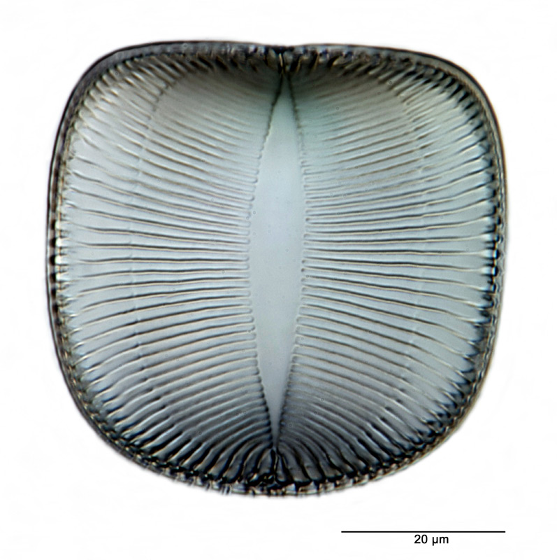 Campylodiscus balearicus Cleve #28315