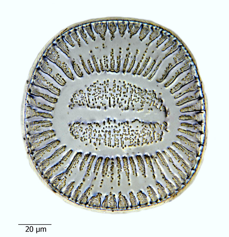 Campylodiscus bicostatus #65922