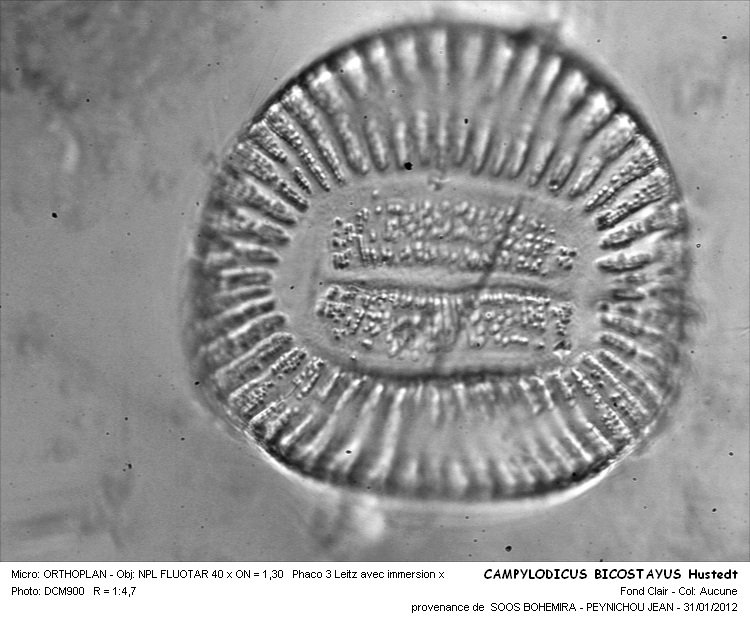 CAMPYLODISCUS BICOSTAYUS #32253