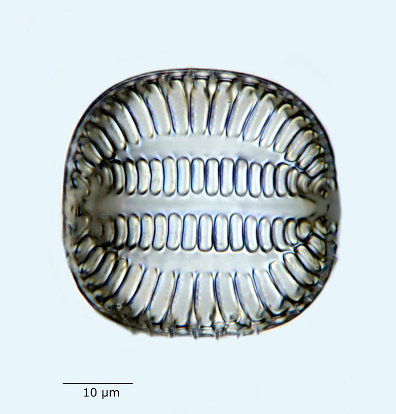 Campylodiscus brightwellii #57881